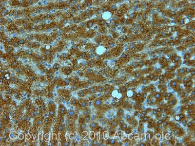 Immunohistochemistry (Formalin/PFA-fixed paraffin-embedded sections) - Anti-Vitamin D Binding protein antibody [19E8] (AB23485)