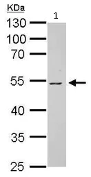 Western blot - Anti-Vitamin D Binding protein antibody (AB153922)