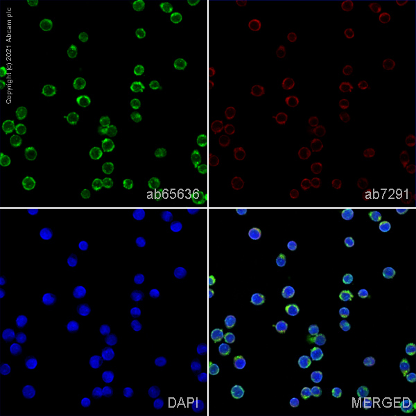 Immunocytochemistry/ Immunofluorescence - Anti-Vitamin D Binding protein antibody (AB65636)