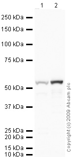 Western blot - Anti-Vitamin D Binding protein antibody (AB65636)