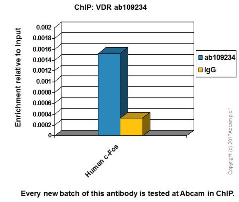 ChIP - Anti-Vitamin D Receptor antibody [EPR4552] - BSA and Azide free (AB239958)