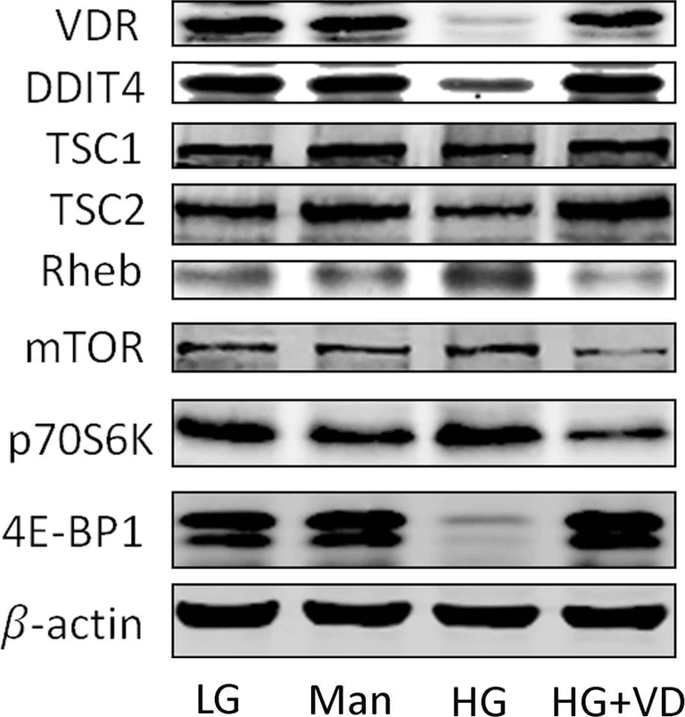 Western blot - Anti-Vitamin D Receptor antibody [EPR4552] - ChIP Grade (AB109234)