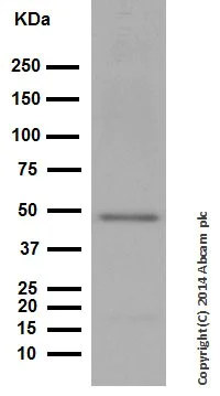 Western blot - Anti-Vitamin D Receptor antibody [EPR4552] - ChIP Grade (AB109234)