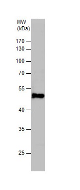 Western blot - Anti-Vitronectin/S-Protein antibody (AB272865)
