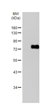Western blot - Anti-Vitronectin/S-Protein antibody (AB272865)