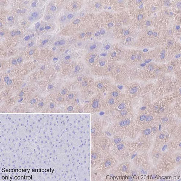 Immunohistochemistry (Formalin/PFA-fixed paraffin-embedded sections) - Anti-VKORC1 antibody [EPR20245] (AB206656)