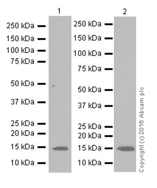 Western blot - Anti-VKORC1 antibody [EPR20245] (AB206656)