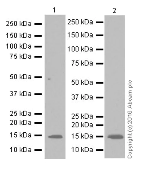 Western blot - Anti-VKORC1 antibody [EPR20245] (AB206656)