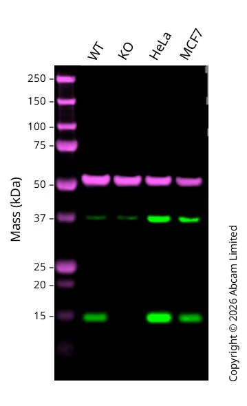 Western blot - Anti-VKORC1 antibody [EPR20245] (AB206656)