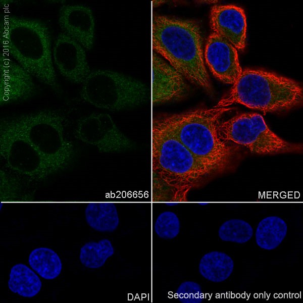 Immunocytochemistry/ Immunofluorescence - Anti-VKORC1 antibody [EPR20245] - BSA and Azide free (AB251460), expandable thumbnail
