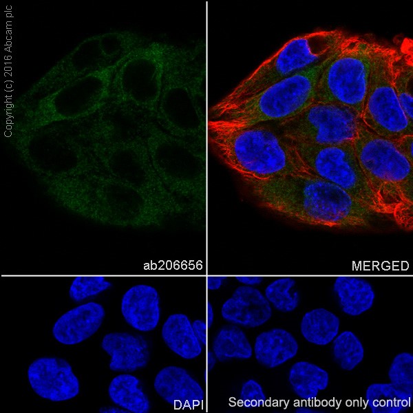 Immunocytochemistry/ Immunofluorescence - Anti-VKORC1 antibody [EPR20245] - BSA and Azide free (ab251460), expandable thumbnail