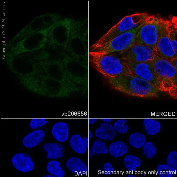 Immunocytochemistry/ Immunofluorescence - Anti-VKORC1 antibody [EPR20245] - BSA and Azide free (AB251460)