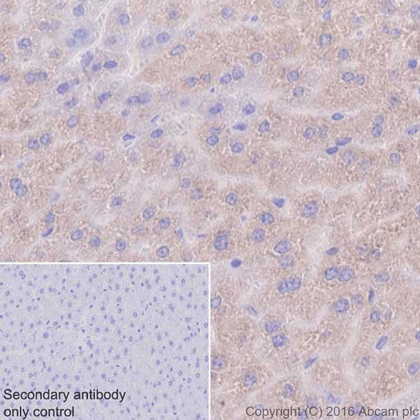 Immunohistochemistry (Formalin/PFA-fixed paraffin-embedded sections) - Anti-VKORC1 antibody [EPR20245] - BSA and Azide free (AB251460), expandable thumbnail