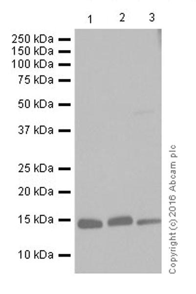 Western blot - Anti-VKORC1 antibody [EPR20245] - BSA and Azide free (AB251460), expandable thumbnail