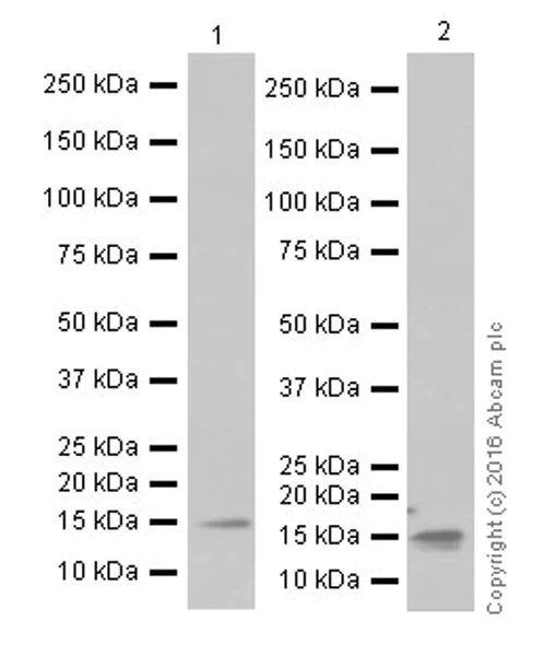 Western blot - Anti-VKORC1 antibody [EPR20245] - BSA and Azide free (AB251460)