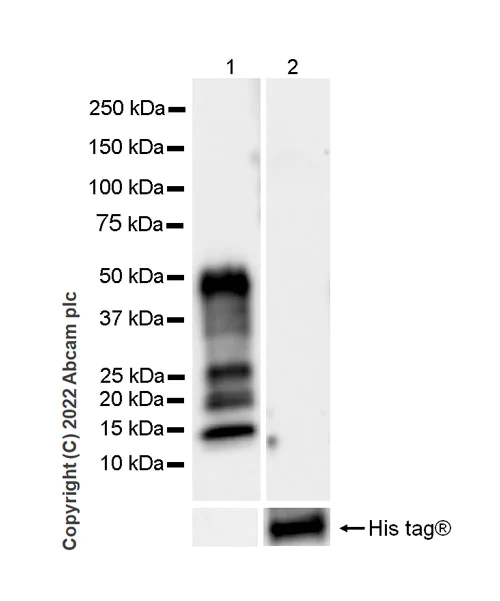Western blot - Anti-VLDL Receptor/VLDL-R antibody [EPR26178-72] (BSA and Azide free) (AB302918)