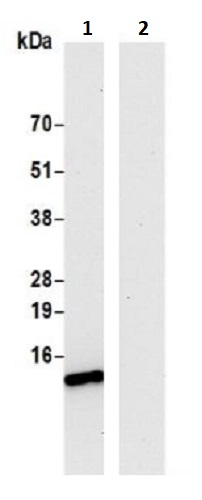 Immunoprecipitation - Anti-VMA21 antibody (AB242115)