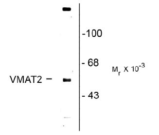 Western blot - Anti-VMAT2 antibody (AB131595), expandable thumbnail