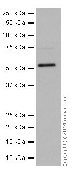 Western blot - Anti-VMAT2 antibody (AB191121), expandable thumbnail