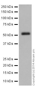 Western blot - Anti-VMAT2 antibody (AB191121), expandable thumbnail