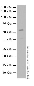 Western blot - Anti-VMAT2 antibody (AB191121), expandable thumbnail