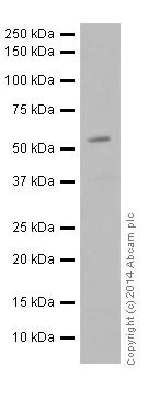 Western blot - Anti-VMAT2 antibody (AB191121)