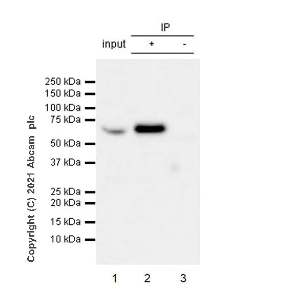 Immunoprecipitation - Anti-VMAT2 antibody [EPR24197-51] (AB259970)