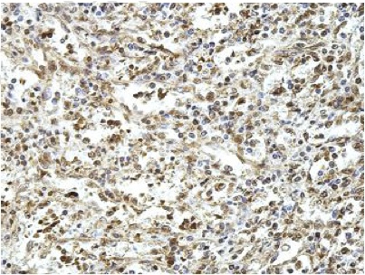 Immunohistochemistry (Formalin/PFA-fixed paraffin-embedded sections) - Anti-VNN1/Vanin-1 antibody (AB205912), expandable thumbnail