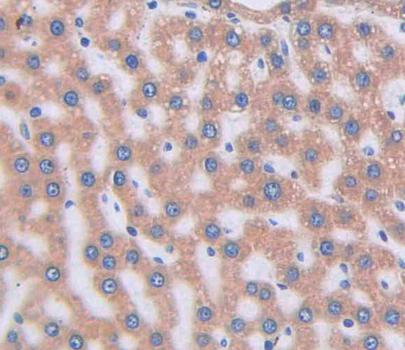 Immunohistochemistry (Formalin/PFA-fixed paraffin-embedded sections) - Anti-VNN1/Vanin-1 antibody (AB231056)