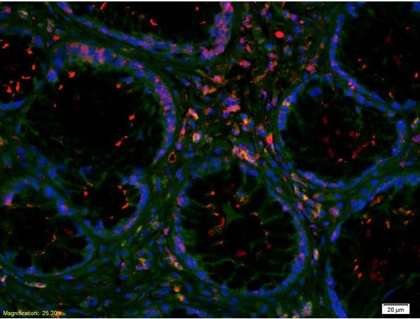 Immunohistochemistry (Formalin/PFA-fixed paraffin-embedded sections) - Anti-Von Willebrand Factor antibody (AB216659)