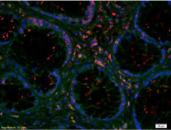 Immunohistochemistry (Formalin/PFA-fixed paraffin-embedded sections) - Anti-Von Willebrand Factor antibody (AB216659)