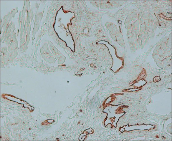 Immunohistochemistry (Formalin/PFA-fixed paraffin-embedded sections) - Anti-Von Willebrand Factor antibody (AB6994)