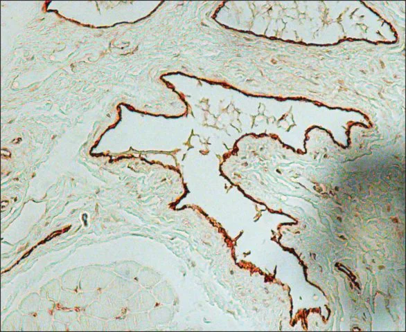 Immunohistochemistry (Formalin/PFA-fixed paraffin-embedded sections) - Anti-Von Willebrand Factor antibody (AB6994)