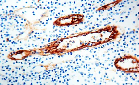 Immunohistochemistry (Formalin/PFA-fixed paraffin-embedded sections) - Anti-Von Willebrand Factor antibody (AB9378)
