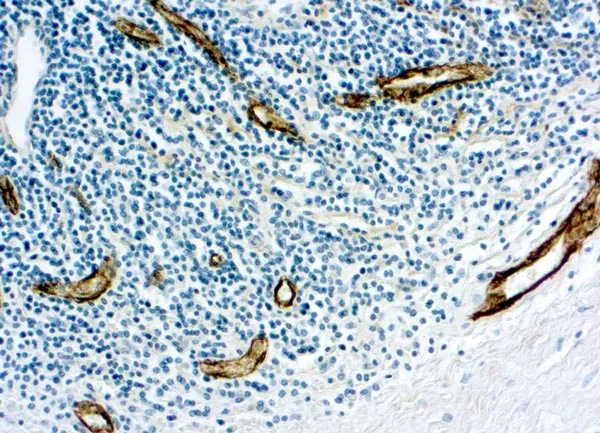 Immunohistochemistry (Formalin/PFA-fixed paraffin-embedded sections) - Anti-Von Willebrand Factor antibody (AB9378)