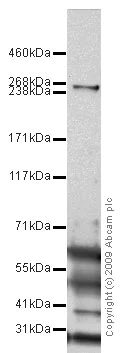 Western blot - Anti-Von Willebrand Factor antibody (AB9378)