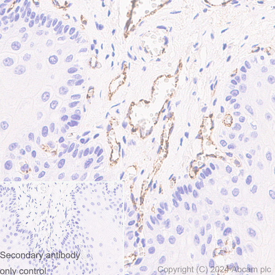 Immunohistochemistry (Formalin/PFA-fixed paraffin-embedded sections) - Anti-Von Willebrand Factor antibody [EPR12011] - BSA and Azide free (AB240177), expandable thumbnail