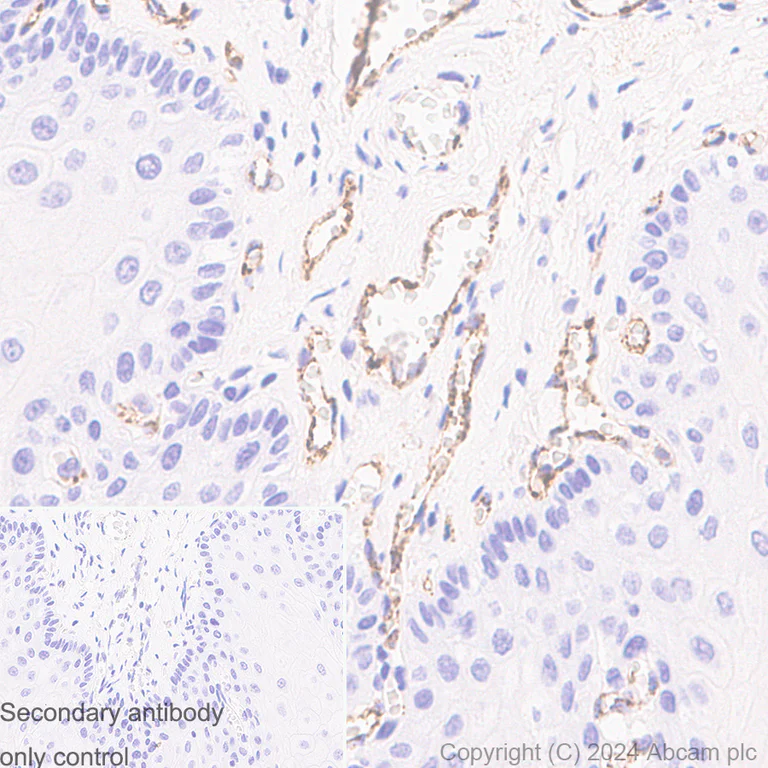 Immunohistochemistry (Formalin/PFA-fixed paraffin-embedded sections) - Anti-Von Willebrand Factor antibody [EPR12011] - BSA and Azide free (AB240177)