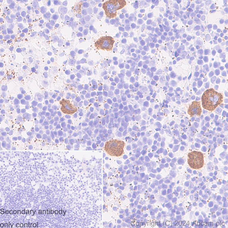 Immunohistochemistry (Formalin/PFA-fixed paraffin-embedded sections) - Anti-Von Willebrand Factor antibody [EPR12011] - BSA and Azide free (AB240177)