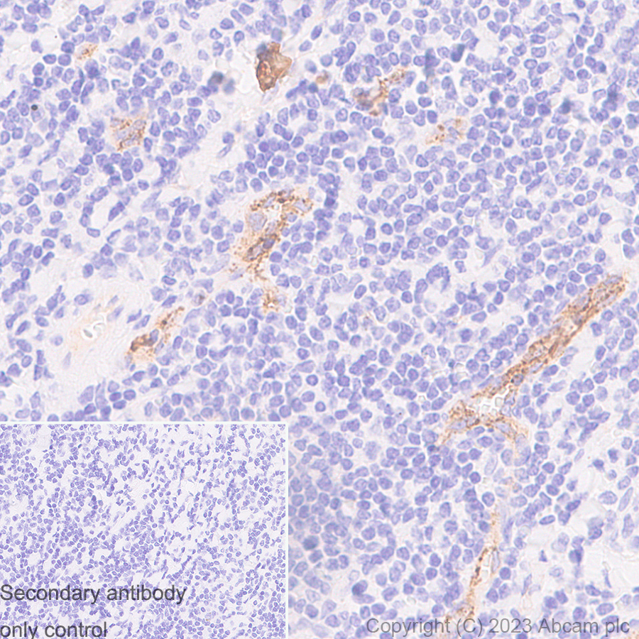 Immunohistochemistry (Formalin/PFA-fixed paraffin-embedded sections) - Anti-Von Willebrand Factor antibody [EPR12011] - BSA and Azide free (ab240177), expandable thumbnail