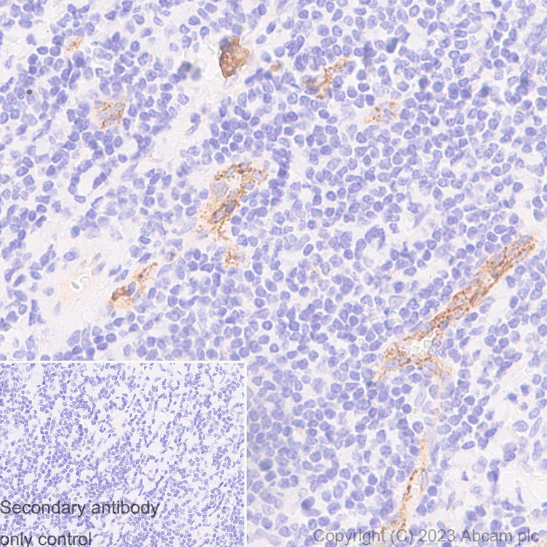 Immunohistochemistry (Formalin/PFA-fixed paraffin-embedded sections) - Anti-Von Willebrand Factor antibody [EPR12011] - BSA and Azide free (AB240177)