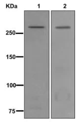 Western blot - Anti-Von Willebrand Factor antibody [EPR12011] - BSA and Azide free (AB240177)