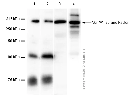 Western blot - Anti-Von Willebrand Factor antibody [EPR12011] - BSA and Azide free (AB240177)