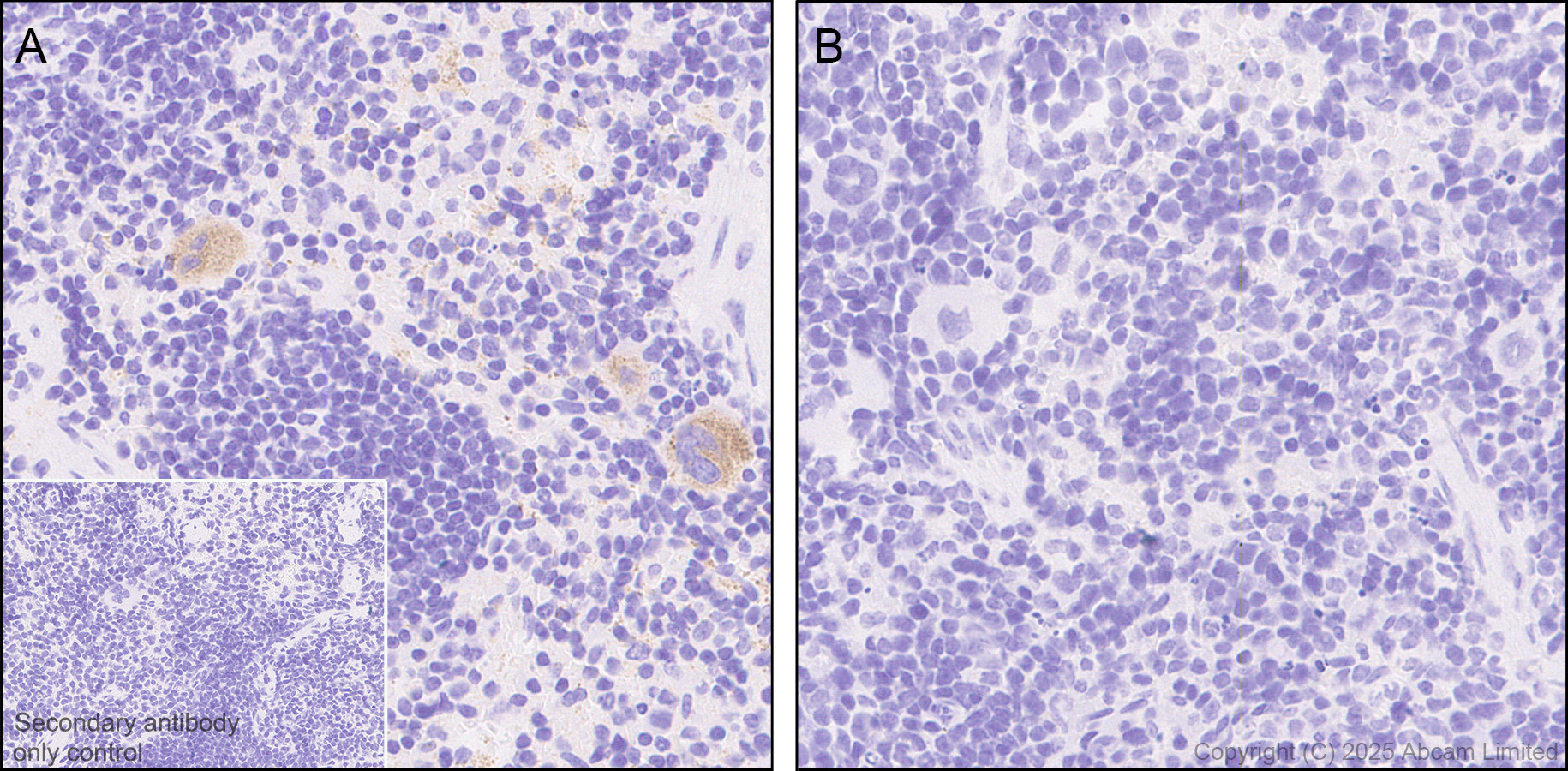Anti-Von Willebrand Factor antibody [EPR25069-131] (ab287962) | Abcam