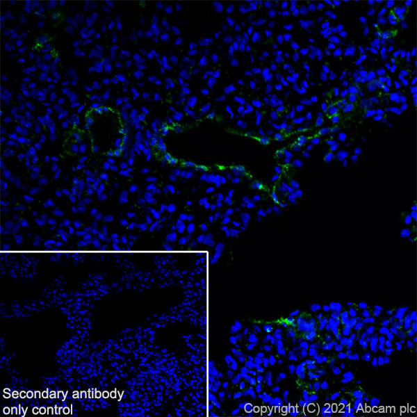 Immunohistochemistry (Frozen sections) - Anti-Von Willebrand Factor antibody [EPR25069-131] (AB287962)
