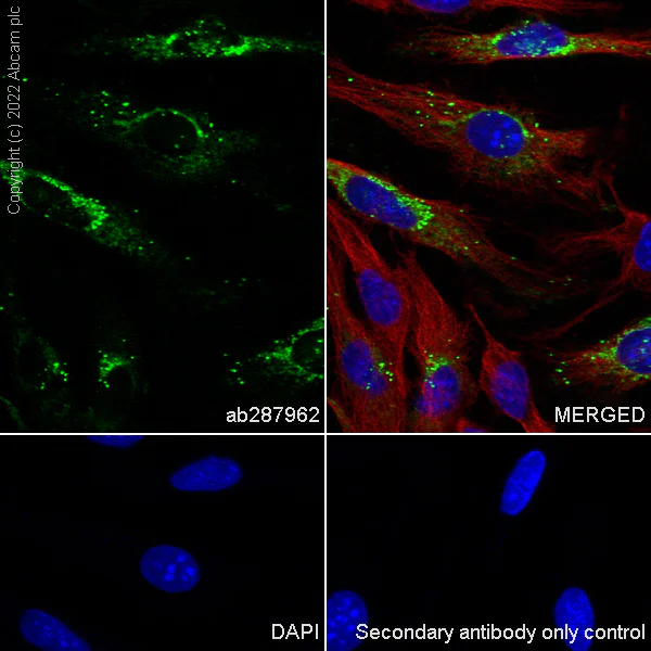 Immunocytochemistry/ Immunofluorescence - Anti-Von Willebrand Factor antibody [EPR25069-131] - BSA and Azide free (AB287967)
