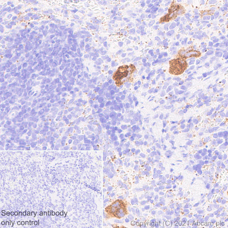 Immunohistochemistry (Formalin/PFA-fixed paraffin-embedded sections) - Anti-Von Willebrand Factor antibody [EPR25069-131] - BSA and Azide free (AB287967)