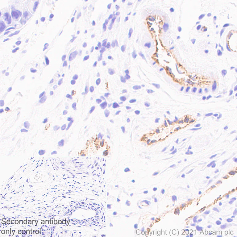 Immunohistochemistry (Formalin/PFA-fixed paraffin-embedded sections) - Anti-Von Willebrand Factor antibody [EPR25069-131] - BSA and Azide free (AB287967)