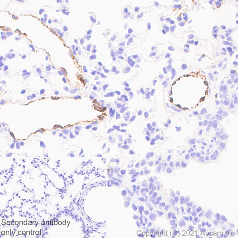 Immunohistochemistry (Formalin/PFA-fixed paraffin-embedded sections) - Anti-Von Willebrand Factor antibody [EPR25069-131] - BSA and Azide free (AB287967)