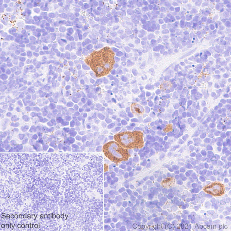 Immunohistochemistry (Formalin/PFA-fixed paraffin-embedded sections) - Anti-Von Willebrand Factor antibody [EPR25069-131] - BSA and Azide free (AB287967)
